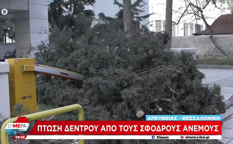 «Φύσηξε» προβλήματα ο Βαρδάρης &#8211; Πτώσεις δέντρων στη Θεσσαλονίκη λόγω των ισχυρών ανέμων