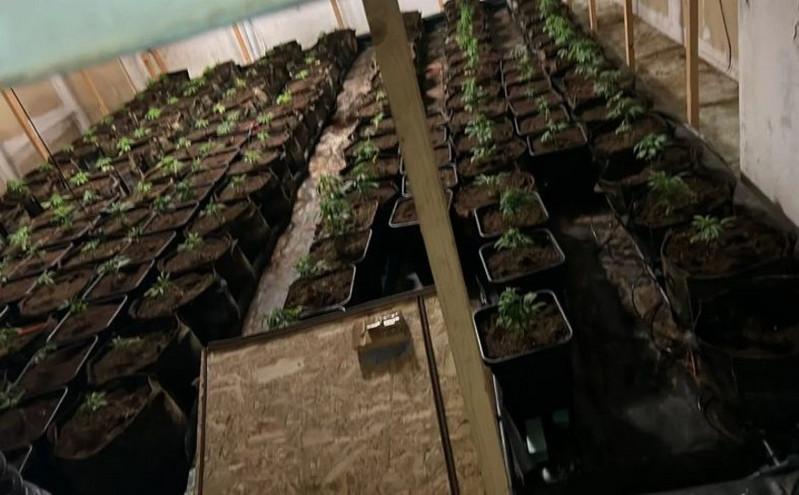 Νίκαια: Εξαρθρώθηκε σπείρα που καλλιεργούσε κάνναβη – Η εταιρεία «φάντασμα» και ο φύλακας που ήταν κηπουρός