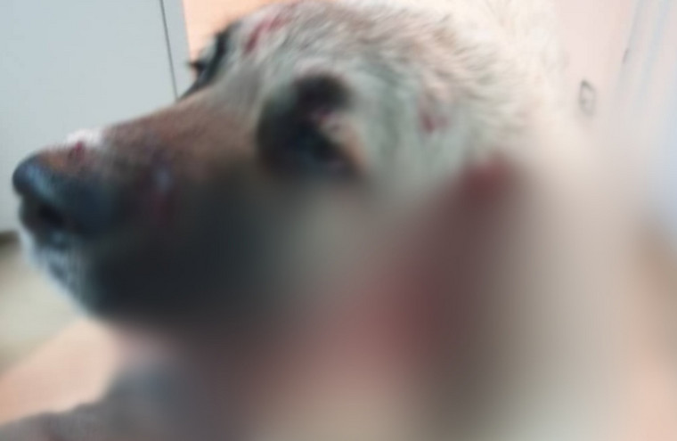 Κρήτη: Πυροβόλησε στο κεφάλι σκύλο που έπαιζε με δύο μικρά παιδιά