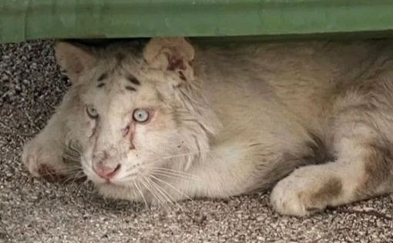 Φιλοζωική οργάνωση ζητεί να παρέμβει εισαγγελέας για το τιγράκι που εγκατέλειψαν έξω από κάδο
