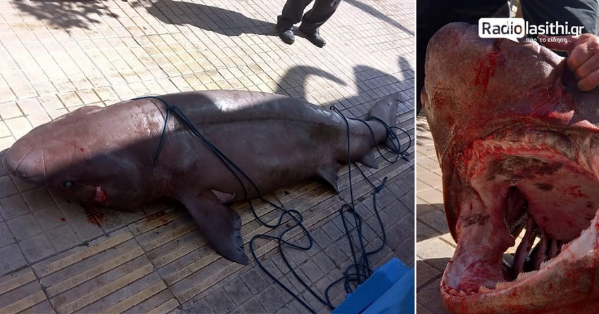 Ιεράπετρα Κρήτης: Σπάνιο καρχαριοειδές 300 κιλών πιάστηκε στα δίχτυα ψαράδων