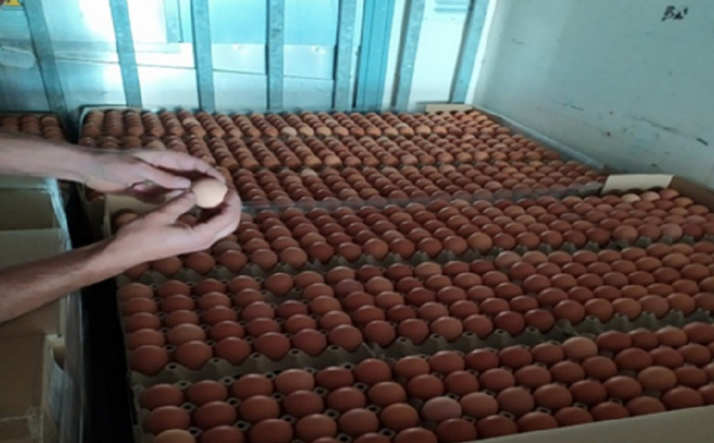 Το ΣΔΟΕ κατέσχεσε 300.000 αυγά από τη Βουλγαρία &#8211; Θα τα πλάσαραν ως ελληνικά λόγω Πάσχα
