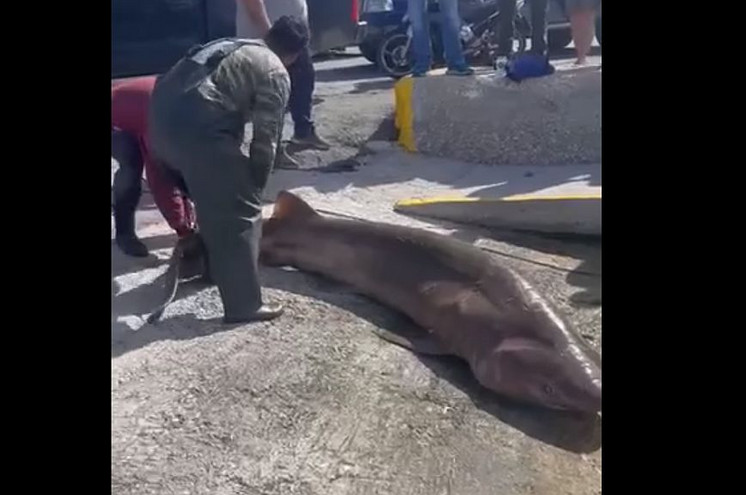 Έντονες αντιδράσεις για τη θανάτωση προστατευόμενου είδους καρχαρία από ψαράδες στην Ιεράπετρα