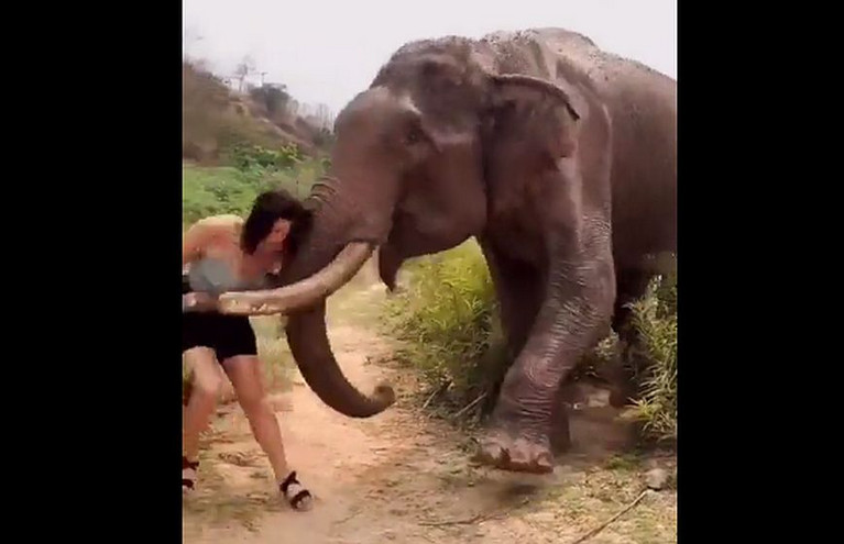 Ινδία: Σοκαριστικό βίντεο &#8211; Ελέφαντας πέταξε στον αέρα τουρίστρια που τον κορόιδευε με μπανάνες