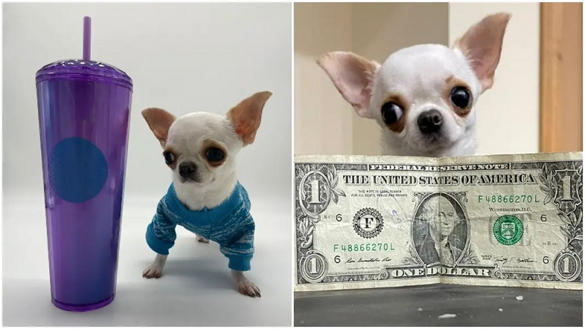 Τσιουάουα «τσέπης» &#8211; Η Περλ είναι το μικρότερο σκυλί στον κόσμο και δεν ξεπερνά το μέγεθος τηλεχειριστηρίου