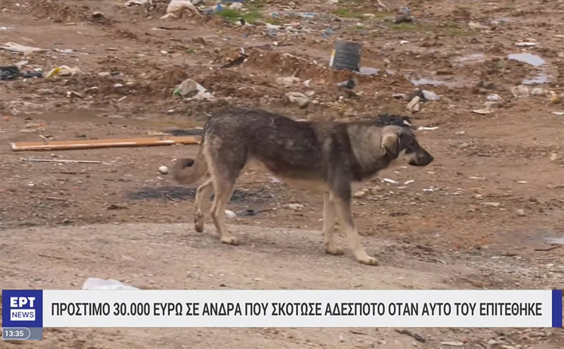 Πρόστιμο 30.000 ευρώ σε άνδρα στη Θεσσαλονίκη που σκότωσε αδέσποτο σκύλο &#8211; «Έτρωγε τις κότες μου»