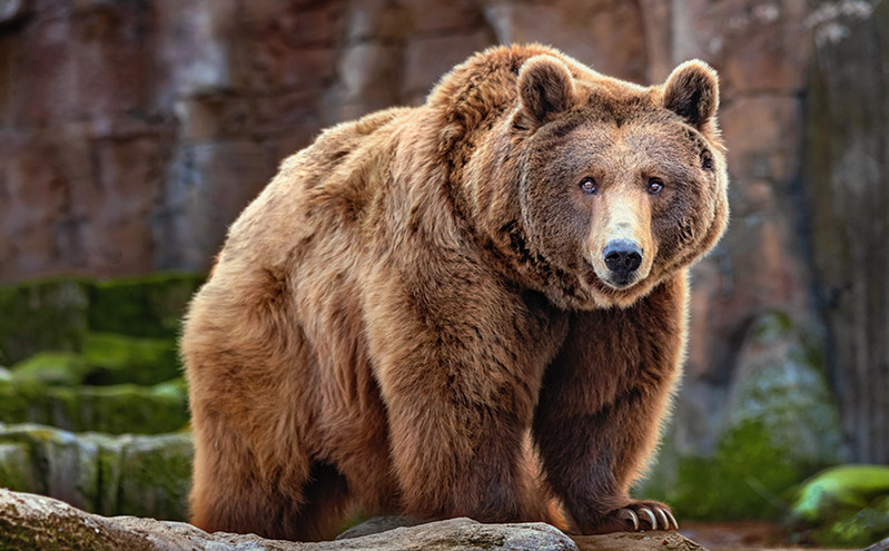 Αιχμαλωτίστηκε και δεύτερη αρκούδα που τραυμάτισε πεζοπόρο στο Τρεντίνο