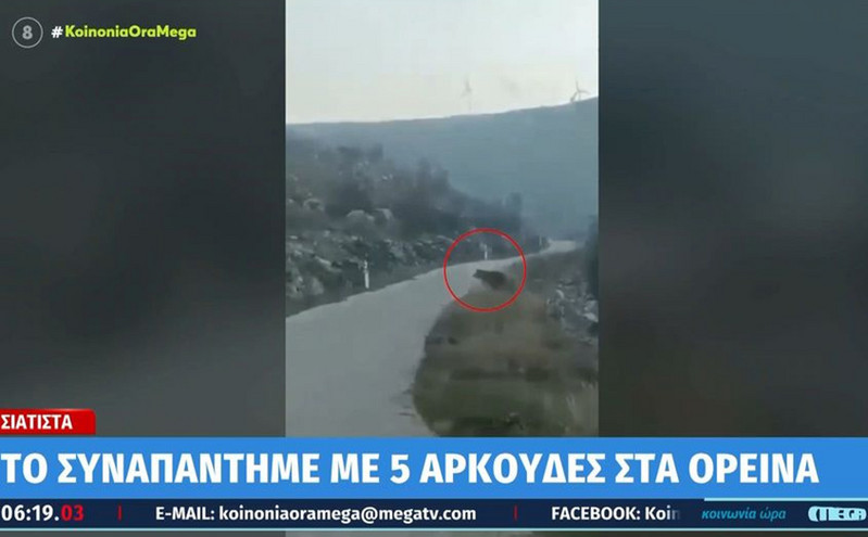Οδηγός ήρθε αντιμέτωπος με πέντε αρκούδες στην Κοζάνη &#8211; Το βίντεο που κατέγραψε