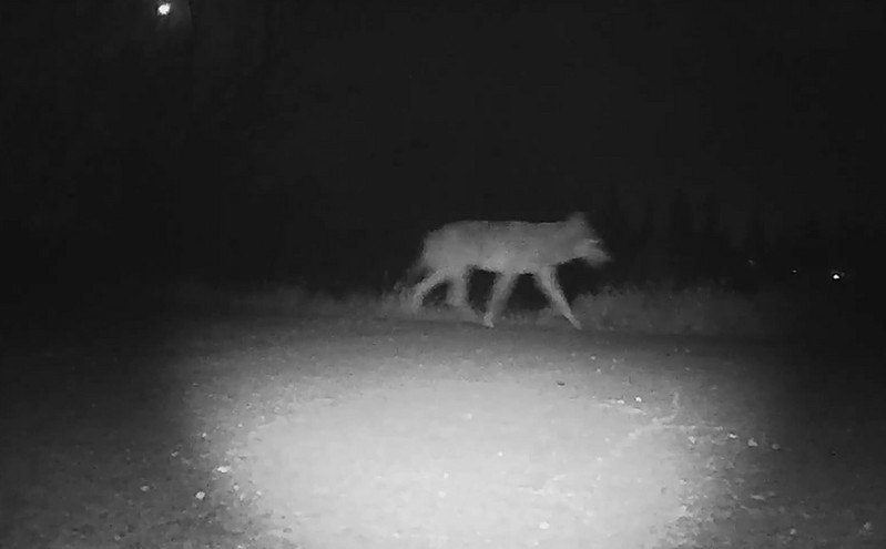 Βίντεο δείχνει λύκο να κόβει βόλτες δίπλα σε νηπιαγωγείο στις Σέρρες &#8211; «Ας αναλάβει ο καθένας τις ευθύνες του»