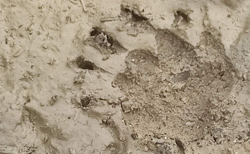 Αρκούδα κατέβηκε σε παραλία του Πηλίου και κατασπάραξε κουνέλια