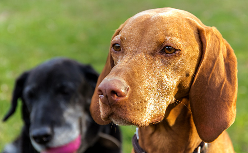 Ανησυχία για τη «γρίπη των σκύλων»: Προσαρμόζεται για να μολύνει ανθρώπους &#8211; Προέρχεται από γνωστό ιό