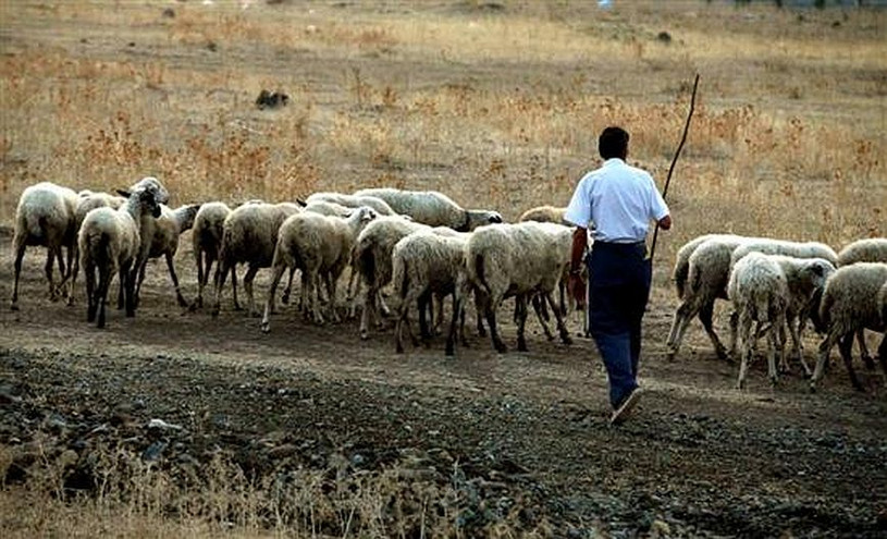 Βοσκός πέταξε πέτρα στο κεφάλι οδηγού επειδή ο τελευταίος διαμαρτυρήθηκε πως τα πρόβατα του έκοψαν το δρόμο