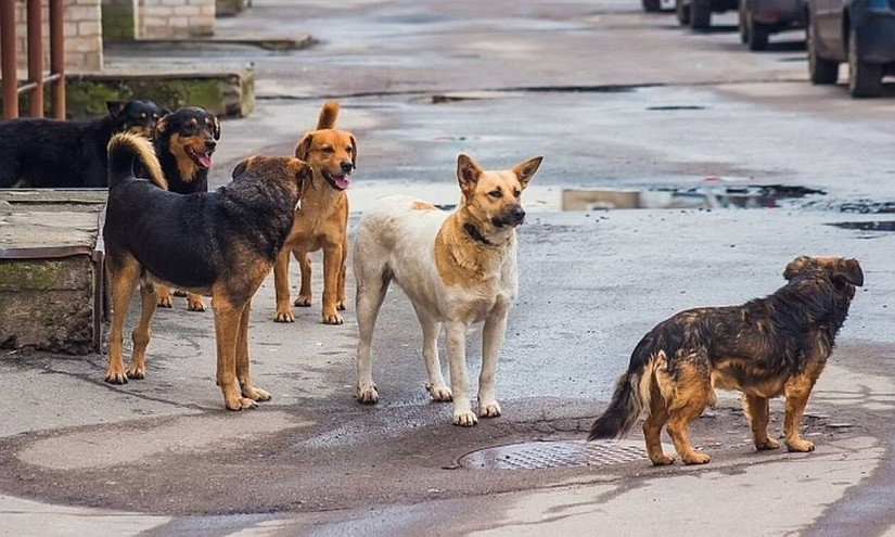 Σκυλιά κατασπάραξαν 68χρονη σε «σκραπατζίδικο» στα Άνω Λιόσια &#8211; Συνελήφθη ο ιδιοκτήτης