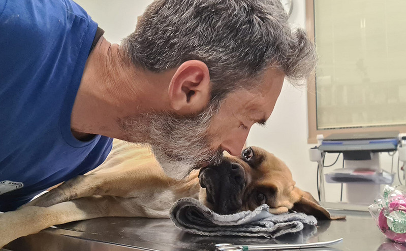 Πέθανε ο σκύλος που εντοπίστηκε σκελετωμένος και αλυσοδεμένος στην Ηλεία – «Οι γιατροί έκαναν ότι μπορούσαν»