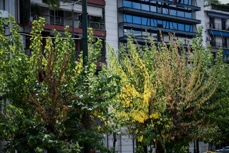 Νέοι χώροι πρασίνου στα Σεπόλια και τη Ριζούπολη