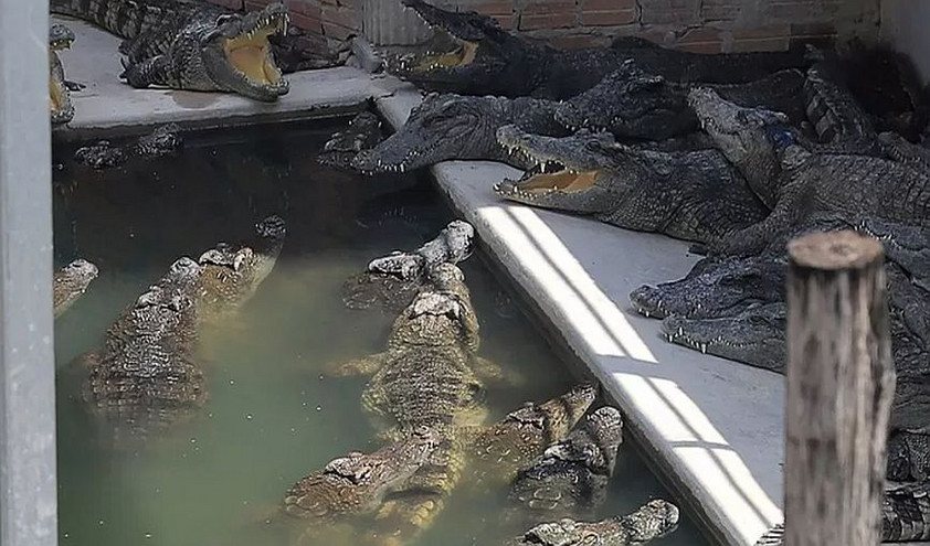 Καμπότζη: 72χρονος εκτροφέας κροκόδειλων κατακρεουργήθηκε από τα ερπετά του