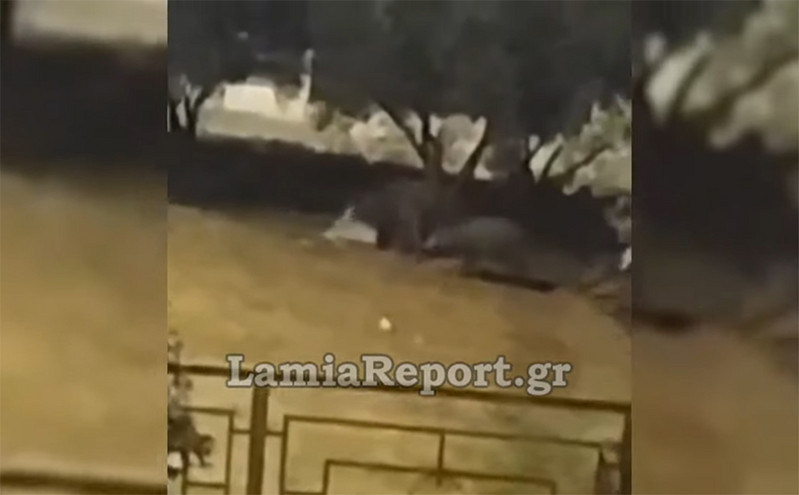Βολτάρουν καθημερινά τα αγριογούρουνα στη Λαμία &#8211; Δείτε βίντεο