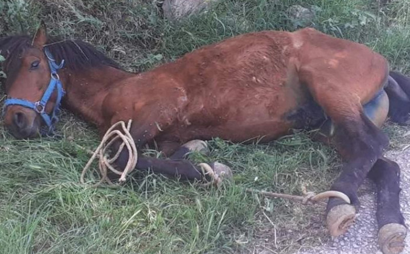 Σοκαριστικές εικόνες στη Τζια: Άλογο παστουρωμένο κρεμόταν σε πλαγιά λόγω εξάντλησης