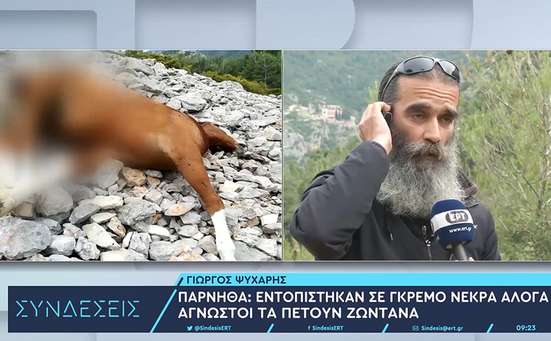 Νεκρά άλογα στην Πάρνηθα: Καταγγελίες πως κάποιοι τα παρατούν εκεί ζωντανά για να οδηγηθούν στον θάνατο