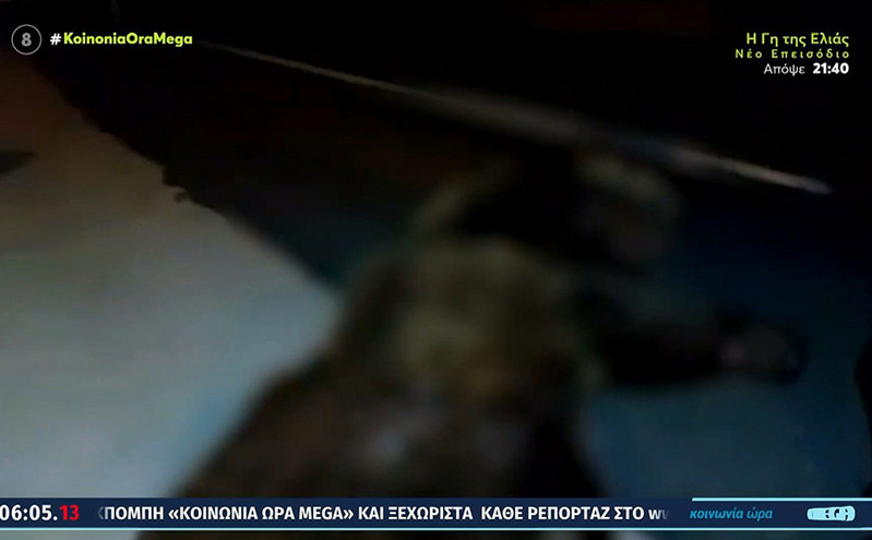 Νεκρή αρκούδα στη Σιάτιστα: Την πάτησε αυτοκίνητο