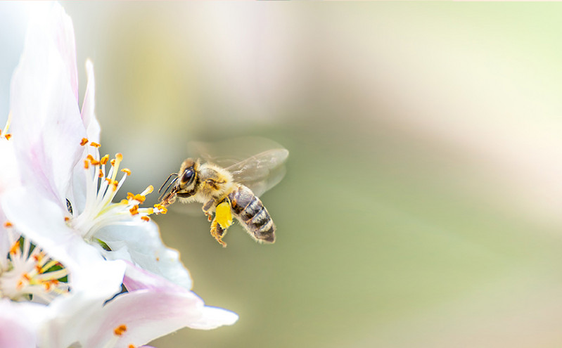 Η Endless EC, με γνώμονα την προστασία της μέλισσας, δημιούργησε το Beegin