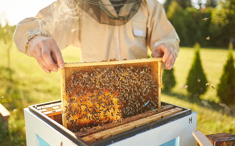 Η Endless EC με το Beegin, επισκέφθηκε τους μελισσοκόμους της Βόρειας Εύβοιας