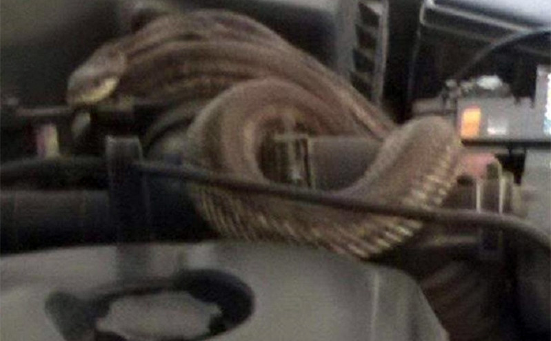 Οδηγός στη Θεσσαλονίκη άνοιξε το καπό του αυτοκινήτου του και βρήκε ένα φίδι τυλιγμένο στον κινητήρα
