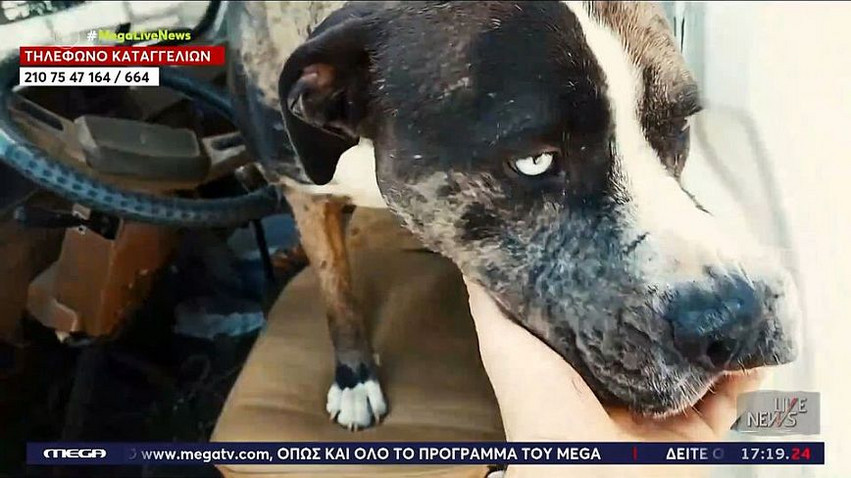 Βύρωνας: «Είμαι θύμα πλεκτάνης», λέει ο ιδιοκτήτης του πίτμπουλ που κατηγορείται ότι σκοτώνει γάτες