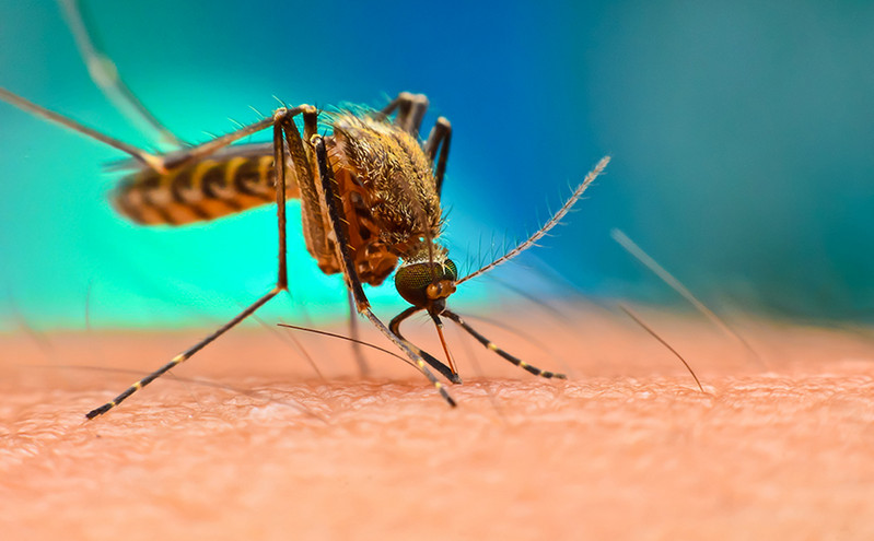 Έτσι τσιμπούν τα κουνούπια το δέρμα μας και πίνουν το αίμα μας &#8211; Το αποκαλυπτικό βίντεο
