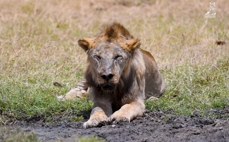 Μασάι σκότωσαν το γηραιότερο λιοντάρι της Κένυας, γιατί επιτέθηκε στα ζώα τους