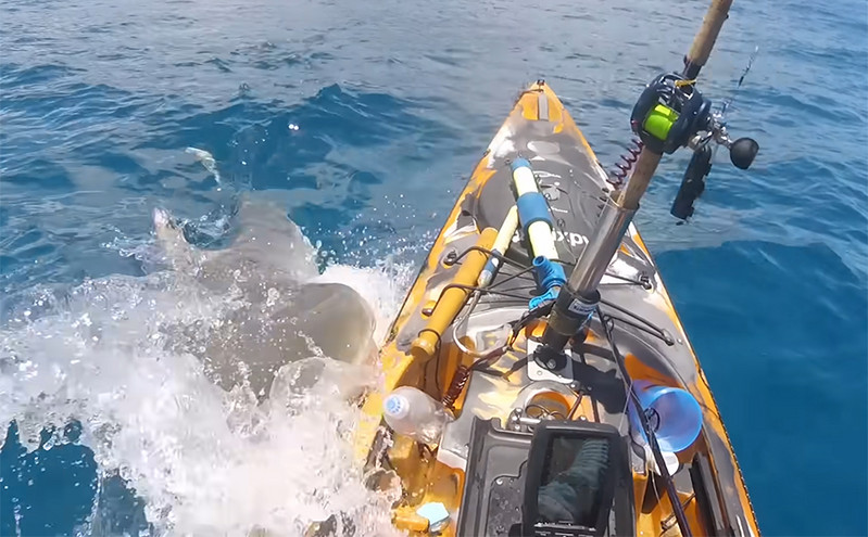 Καρχαρίας πετάχτηκε από το νερό και επιτέθηκε σε ψαρά &#8211; Δείτε το απίστευτο βίντεο