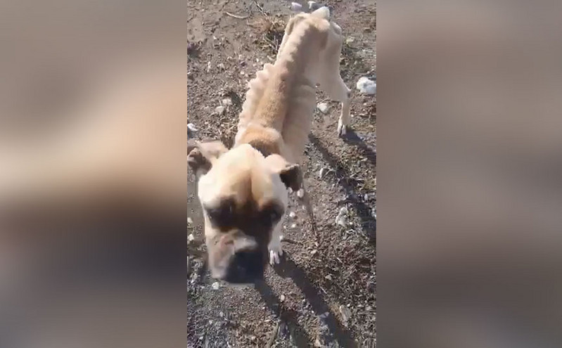 Σκύλος βρέθηκε δεμένος και αποστεωμένος στην Ηλεία