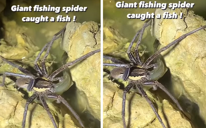 Viral βίντεο με γιγάντια αράχνη να… ψαρεύει και να τρώει ψάρι