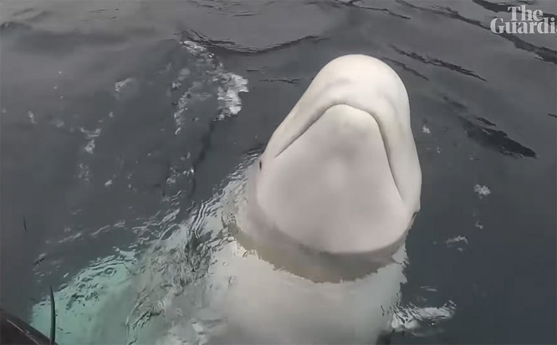 Αναστάτωση στη Νορβηγία με λευκή φάλαινα «κατάσκοπο» της Ρωσίας &#8211; «Μακριά από το ζώο για την ασφάλεια του»