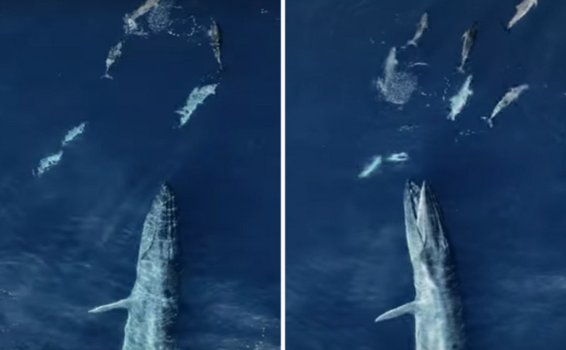 Μια από τις πιο εντυπωσιακές λήψεις φάλαινας που κυνηγάει το θήραμά της