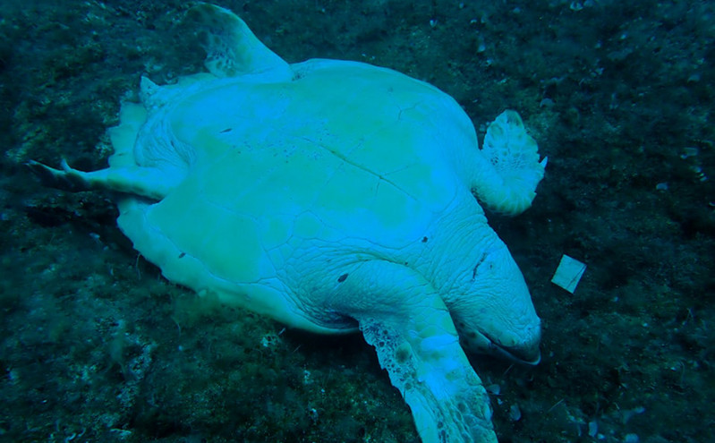 Σοκ στη Νάξο: Μαχαίρωσαν θαλάσσια χελώνα στο λαιμό