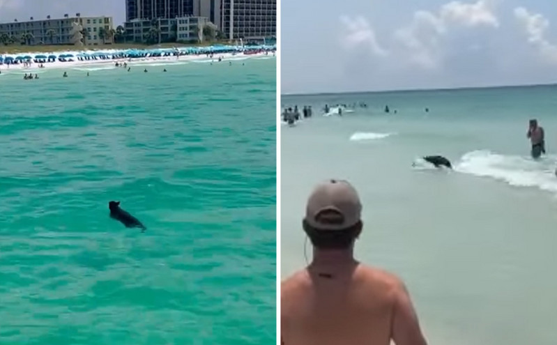 Αρκούδα στη Φλόριντα ζεστάθηκε και κολύμπησε δίπλα σε λουόμενους &#8211; Η αντίδρασή τους