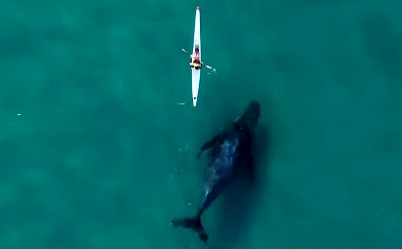 Drone κατέγραψε τη μοναδική στιγμή που φάλαινα κολυμπά δίπλα σε κανό &#8211; Η αντίδραση του κωπηλάτη