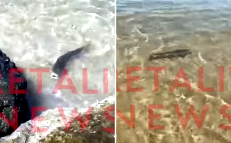 Καρχαριάκι έκανε την εμφάνισή του σε παραλία στο Ηράκλειο Κρήτης &#8211; Έψαχνε για τροφή