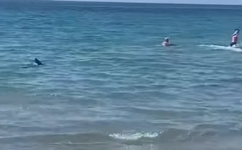 Καρχαρίας σκόρπισε τον τρόμο σε παραλία στην Ισπανία – Βίντεο με τις στιγμές πανικού