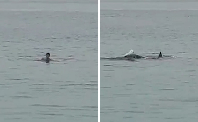 Η στιγμή που «καρχαρίας &#8211; τίγρης» κατασπαράζει νεαρό Ρώσο στην Ερυθρά θάλασσα