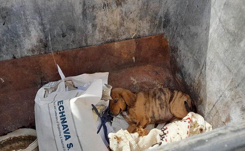Κτηνωδία στη Ζαχάρω: Πέταξαν ζωντανό κουτάβι μέσα σε κάδο σκουπιδιών