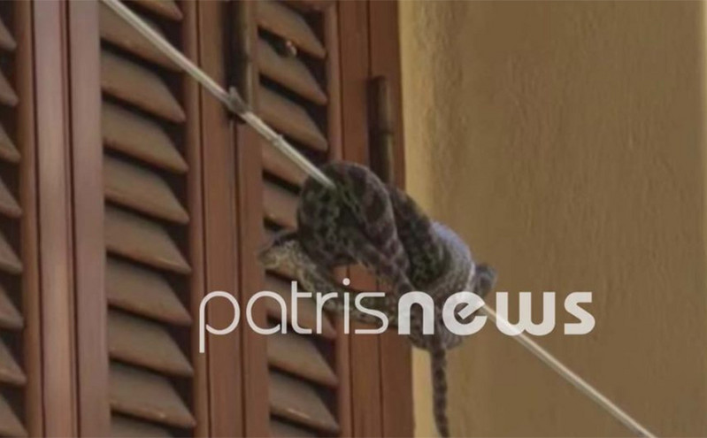 Κάτοικος στην Αμαλιάδα βρήκε μια οχιά κουλουριασμένη στο σχοινί που απλώνει ρούχα