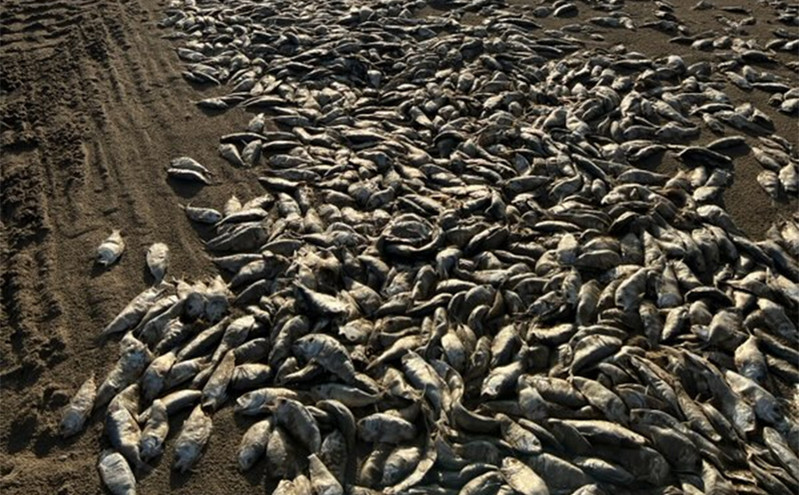 Τα δεκάδες χιλιάδες νεκρά ψάρια που ξεβράστηκαν στις ακτές του Τέξας και η «τέλεια καταιγίδα»