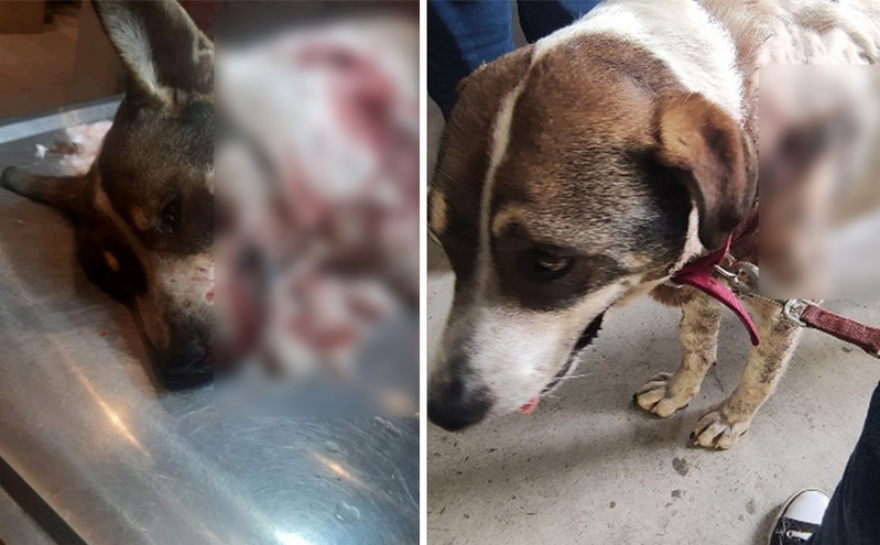 Επικήρυξαν τον άνδρα που δολοφόνησε τον σκύλο Αργαλαστή: Δίνουν 300 ευρώ σε όποιον τον βρει