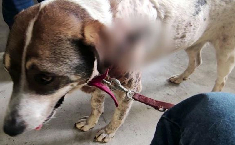 «Είναι επικίνδυνος» ο άνθρωπος που πυροβόλησε σκύλο στη μέση του δρόμου στην Αργαλαστή