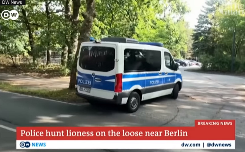 Τουλάχιστον δύο φορές εθεάθη το λιοντάρι στο Βερολίνο &#8211; Έκτακτη εκπομπή στην τηλεόραση για να συλλέξουν πληροφορίες