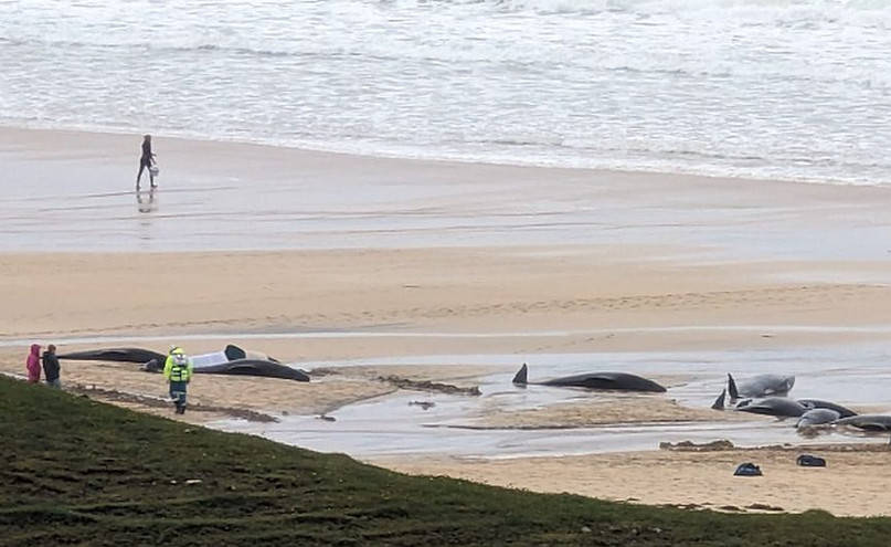 Βρετανία: Τουλάχιστον 55 μαυροδέλφινα εξόκειλαν σε ένα νησί της Σκωτίας και μόνο 10 επιβίωσαν