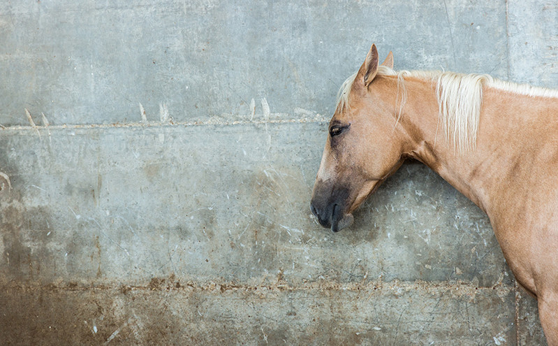 Καταγγελία στη Χαλκιδική: Άφησε άλογο δεμένο στον ήλιο – «Δικό μου είναι ό,τι θέλω το κάνω»