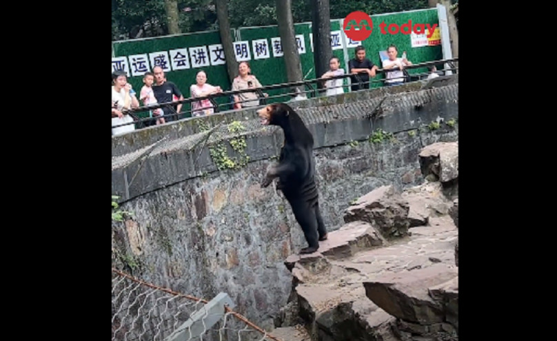 Αρκούδα σηκώθηκε, βρυχήθηκε και την πέρασαν για ντυμένο ηθοποιό &#8211; Το βίντεο από ζωολογικό κήπο που ξεσήκωσε αντιδράσεις